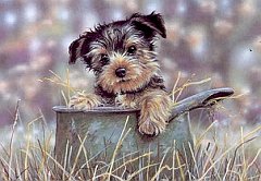 Yorkie 5